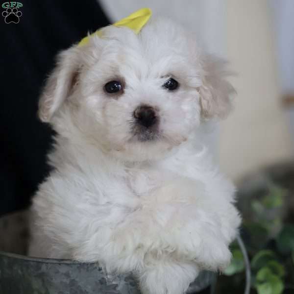 Gloria, Bichon Frise Puppy